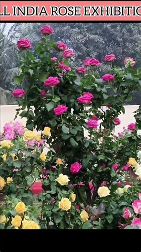 42th ALL INDIA ROSE EXHIBITION #rose
