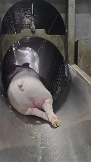 Pig Cleaning for Cooking — Traditional Preparation Method#traditional #meat #foodprocessing #pig