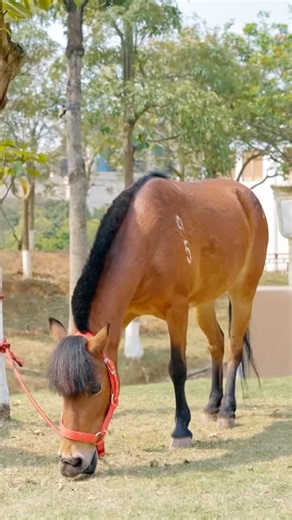 Meet the Debao pony, the shortest horse breed in the world