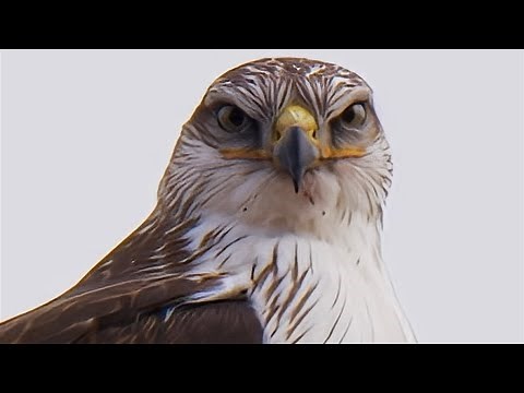 Ferruginous Hawk