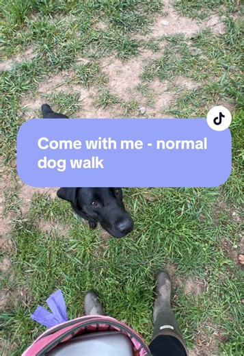 Normal Dog Walk: Enjoying Time with My Pets