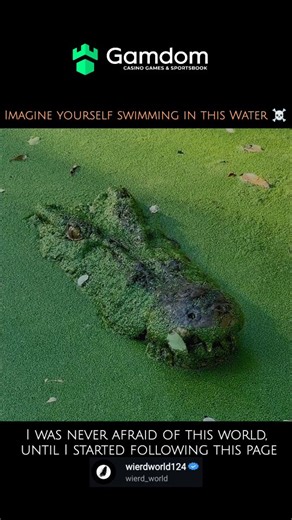 wierd_world on Instagram: "Crocodiles are large, semi-aquatic reptiles found in tropical regions around the world, including Africa, Asia, the Americas, and Australia. They are powerful carnivores, known for their strong jaws and prehistoric appearance. ​Habitat: Crocodiles live in freshwater and saltwater environments, such as rivers, lakes, swamps, and estuaries. They are cold-blooded and require warm, tropical climates. ​Physical Features: They have a long, V-shaped snout, powerful jaws with 