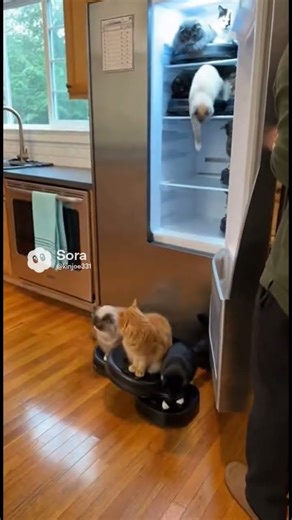 The Meow Clean Team is on the move! #cat #funny