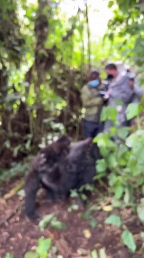 Gorilla Trekking: An Unforgettable African Adventure Gorilla trekking is one of the most thrilling and unique wildlife experiences in Africa, particularly in Uganda, Rwanda, and the Democratic Republic of Congo. This adventure allows travelers to hike through lush rainforests and encounter the endangered mountain gorillas in their natural habitat. The trek can be physically demanding, but the reward is immense as you get up-close with these majestic creatures, observing their behavior and intera