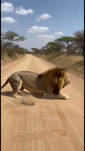 Lion Underestimated the Wrong Animal #unexpected #shorts