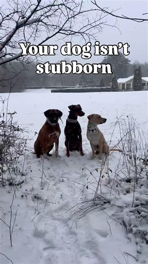 Your dog isn’t stubborn (read the description for more information)￼￼