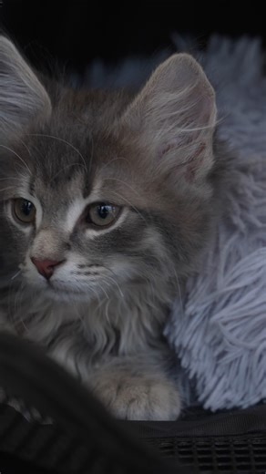 🐾 Les Héros des Animaux 🐾 Pour ce nouvel épisode, ce sont les vétérinaires 👩‍⚕️🐶👨‍⚕️ qui sont à l’honneur : ils sauvent chaque jour des animaux de compagnie avec passion et dévouement ❤️‍🩹🐾 Pour découvrir l'épisode, rendez-vous ce soir à 18h15 sur Canal Zoom 🔥 | Canal Zoom