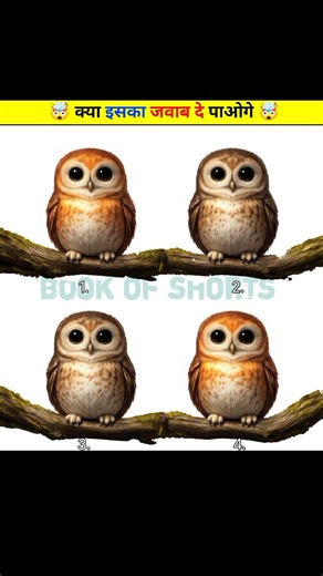 🦉 Owl quiz challenge video 🦉🎯 #spotthedifferencegam #trending #eyetest #mindbendingquiz #viral