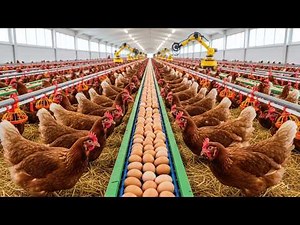 How Industrial Chicken Farms Mass Produce Millions of Eggs - Inside Modern Chickens Farm