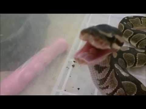 Worst day of baby rat's short life: attacked by tree frog and eaten alive by snake