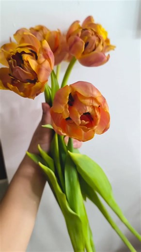 TULIPS color inspired from Taylor Swift's newest album?! We gotyu! 🤭🥺 Our prettiest new variety of tulips are on hand and on sale! Blooming uniquely as always at ₱300-350! Send us a message for your orders 💌 #smcityflowershop #tulipsbacolod #artiumbacolod #freshflowerbacolod #freshflowersbacolod #bacolodflowershop #affordablebouquet #affordablebouquetbacolod #classyandfabulous #TulipsBouquet | Artium Bacolod