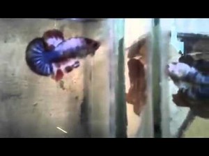 BEST BETTA FISH FIGHT TO DEATH