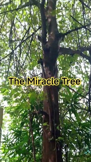 . 💚 The Miracle Tree: Why Aratiles Is More Than Just a Childhood Fruit! #shorts