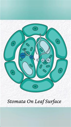 Stomata 3d structure ll #3danimation #biology