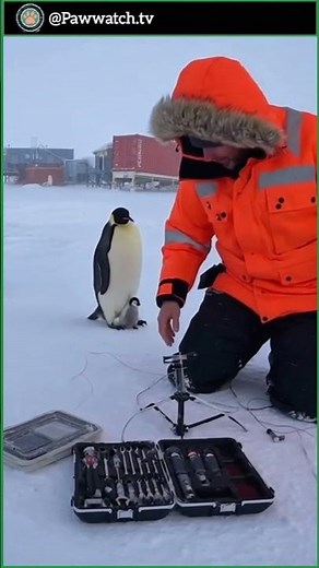 A Penguin Brought Him Its Baby (The cutest animal story ever)