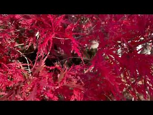 Acer palmatum ‘Garnet’Japanese Maple