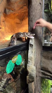1.4M views · 9.5K reactions | Come Feed Alligators Anytime At The Reptarium  #animals #reptile #wildlife #nature #reels #alligator | The Reptarium | Facebook