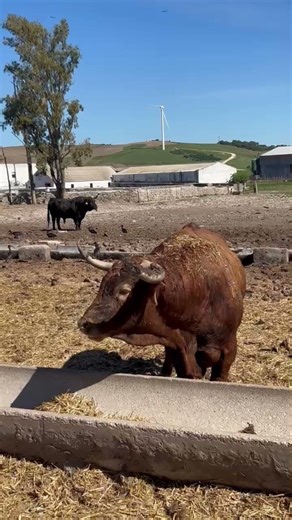 Un toro muy serio de Cebada Gago