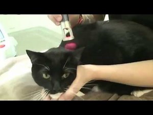 K-Laser In Veterinary Medicine