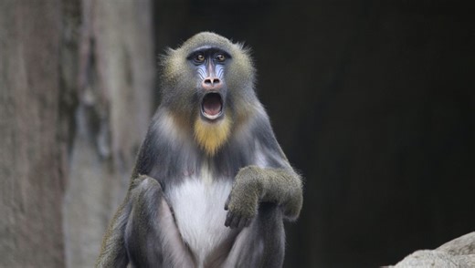 Behold The Weirdest Penises In The Animal Kingdom