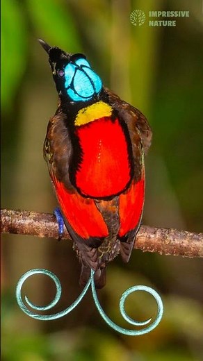 5 Most Striking Birds of Paradise with Extraordinary Plumage! 🌟
