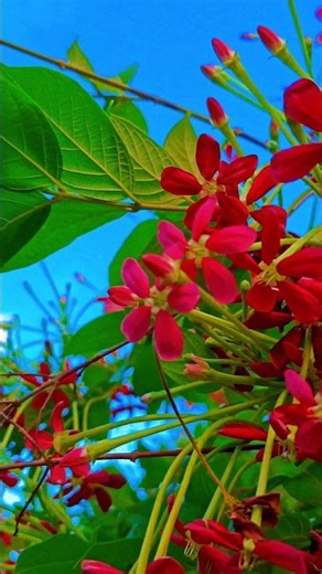 🌺 Blooming Flowers Under Blue Sky | #shorts #explore #flowerworld #flowers