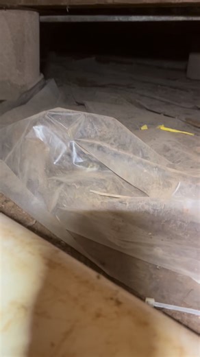 #bigcountrysnakeremoval | Big Country Snake Removal