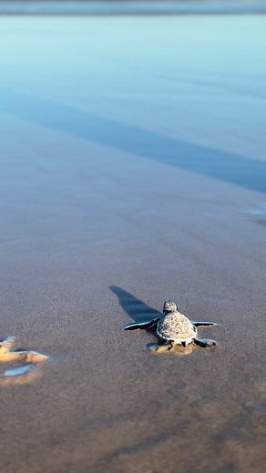 First Moments in the Water: Adorable Baby Turtle Video