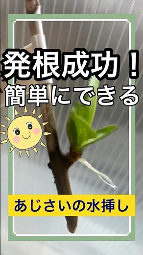 ✦【発根成功！】水挿しで簡単にあじさいを育てる方法✦【簡単】あじさいを水挿しで発根させる方法を大公開！✦【感動】水であじさいが発根！育て方公開