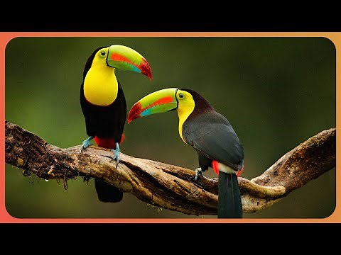 The Tropical Wildlife Of Costa Rica And Panama 4K | 1,000 Days For The Planet | Real Wild