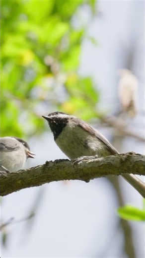 Two Chickadees sitting in a tree! #nikonz8 #nikonwildlife #nikonphotography #chickadee #birdtherapy