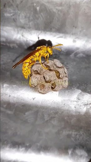 Wasp Sound. #wasp #soundeffects #viralshorts #shorts #shortvideo #insectsounds