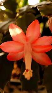 5 Things You Need To Examine Before Purchasing a Christmas Cactus | Simple Living Solutions