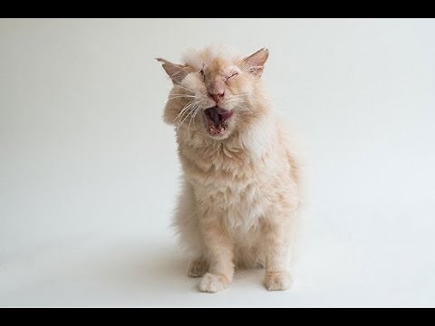 【保護猫】虐待で頭から酸をかけられ片目を失った猫【残酷】