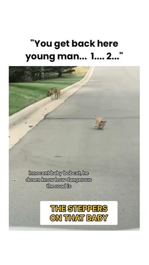 The natural version of a laser pointer 😂 #cats #family #wildlife