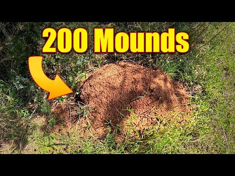 How to Kill Fire Ants in Lawns and in Fields
