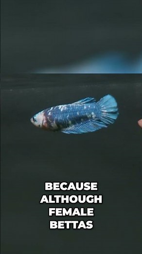 Betta Sorority: Tank Size & Tips to Keep Female Bettas Happy! #shorts