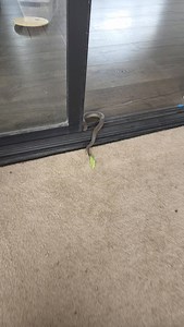 ANOTHER BROWN SNAKE TRAPPED IN A DOOR This poor little guy was laying in the tracks of a sliding door and it was closed on him. Despite not moving there he is still alive and was rescued and rehabilitated and is able to go back to the wild. #snake #snakecatcher #reptile #venom | The Snake Hunter