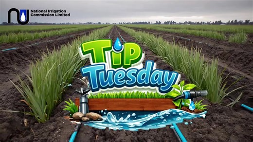 Smart farming starts with water wisdom. 💧🌧️ One farmer shares an important reminder to conserve water and pause irrigation during rainfall, protecting our resources and strengthening sustainable farming practices for the future.🇯🇲🇯🇲#fyyypppppppppppppp #nicjamaica #nationalirrigationcommissionlimited #irrigation #watermeansfood