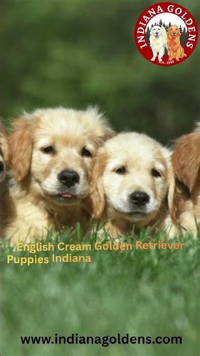 English Cream Golden Retriever puppies Indiana: Ideal Companion for Life