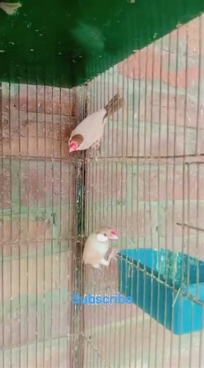 Fawn Java breeder pair#javasparrow