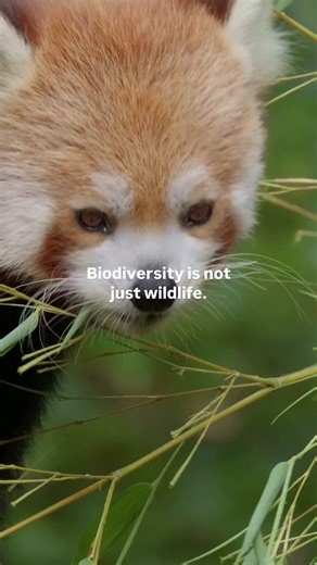 Biodiversity isn’t just a list of species—it’s a web of connection. Pollinators and plants. Forests and rainfall. Soil microbes and human health. It’s in rainforests—and in our kitchens and medicine cabinets: 🌾 Plants provide over 80% of our food. 🐟 Fish are the main source of animal protein for 3 billion people. 🌱 Traditional medicines still form the backbone of healthcare for many. At the heart of this balance are trees—forests support over 80% of the world’s terrestrial biodiversity (FAO, 