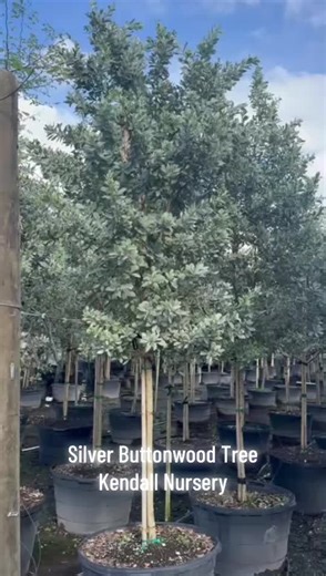 Silver Buttonwood Trees for Gardens at Kendall Nursery