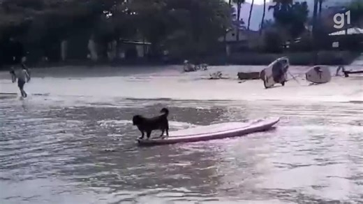 VIDEO mostra cachorro em cima da prancha