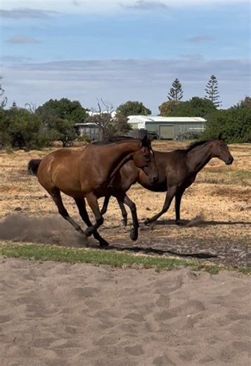 Rehabilitating Thoroughbreds: From Racehorse to Family Friend