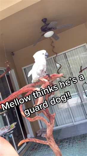 Cockatoo Barking at the Neighbor