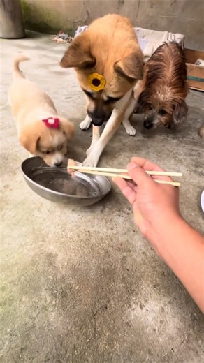 Xúc động khoảnh khắc chó cha nhường ăn cho con #cho #tinhcha #daydo