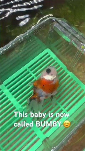 Naming this pretty little baby “BUMBY”.#goldfish #aquarium