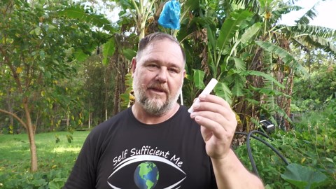 Why supermarket bananas taste bland (and how to get better bananas!)