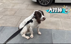 史宾格的拧种时刻，让主人又气又爱又暖心